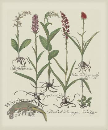 Besler 196 Colored  B2